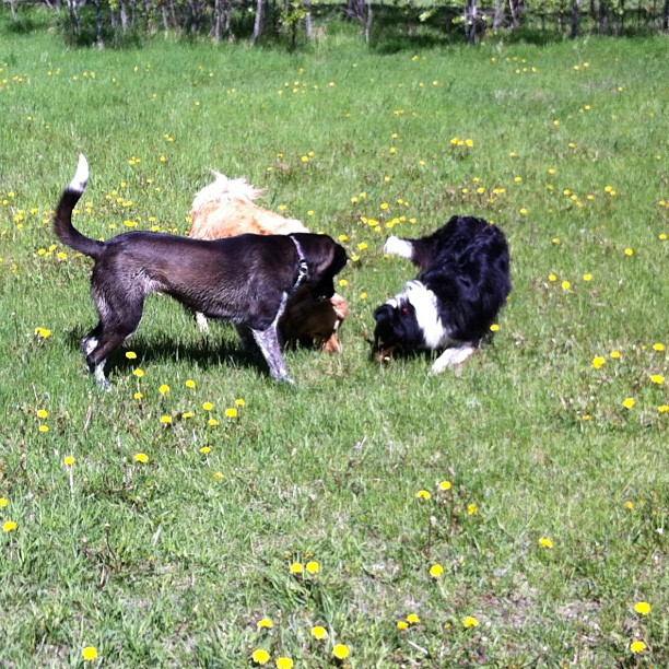 Here are some happy dawgs!!! #sunshine #summer #dogs #packwalks #dogwalker #nwcalgary #yyc