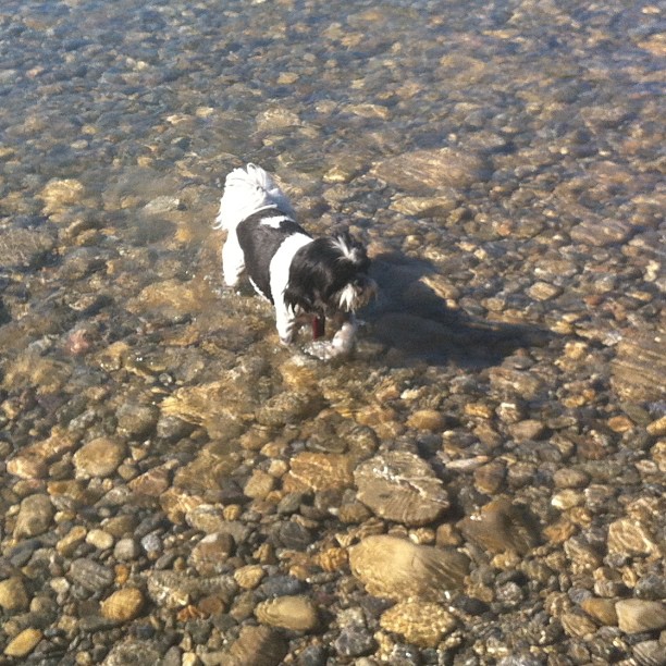 Here are some happy dawgs!!! #sunshine #summer #dogs #packwalks #dogwalker #nwcalgary #yyc