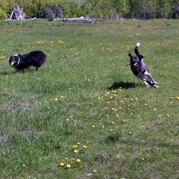 Here are some happy dawgs!!! #sunshine #summer #dogs #packwalks #dogwalker #nwcalgary #yyc
