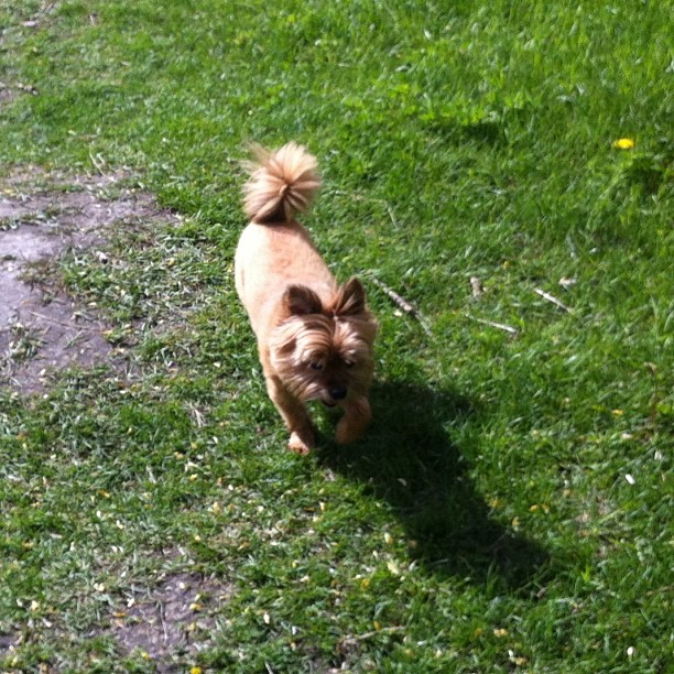 Here are some happy dawgs!!! #sunshine #summer #dogs #packwalks #dogwalker #nwcalgary #yyc