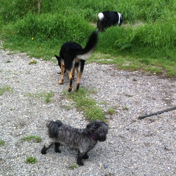Here are some happy dawgs!!! #sunshine #summer #dogs #packwalks #dogwalker #nwcalgary #yyc