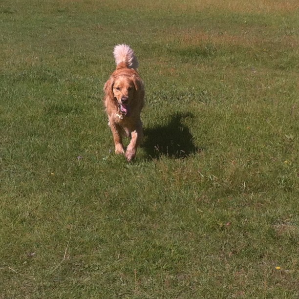 Here are some happy dawgs!!! #sunshine #summer #dogs #packwalks #dogwalker #nwcalgary #yyc