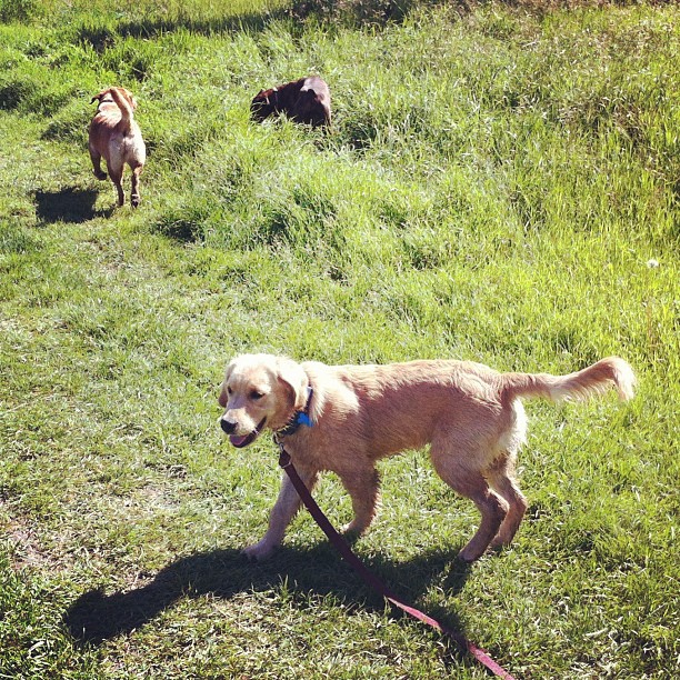 Here are some happy dawgs!!! #sunshine #summer #dogs #packwalks #dogwalker #nwcalgary #yyc