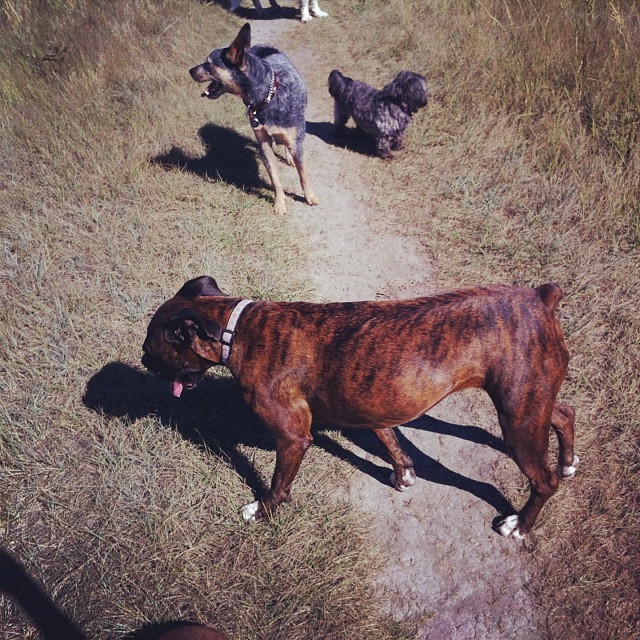 Here are some happy dawgs!!! #sunshine #summer #dogs #packwalks #dogwalker #nwcalgary #yyc