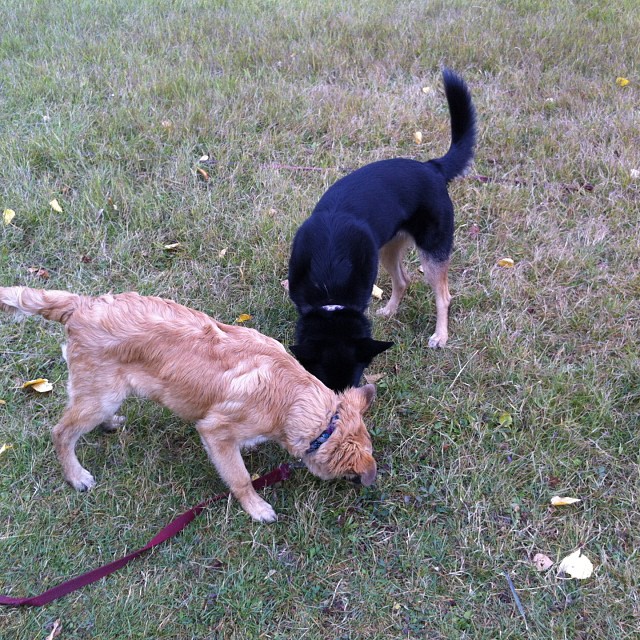 Here are some happy dawgs!!! #sunshine #summer #dogs #packwalks #dogwalker #nwcalgary #yyc