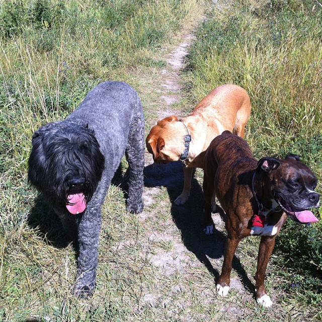 Here are some happy dawgs!!! #sunshine #summer #dogs #packwalks #dogwalker #nwcalgary #yyc