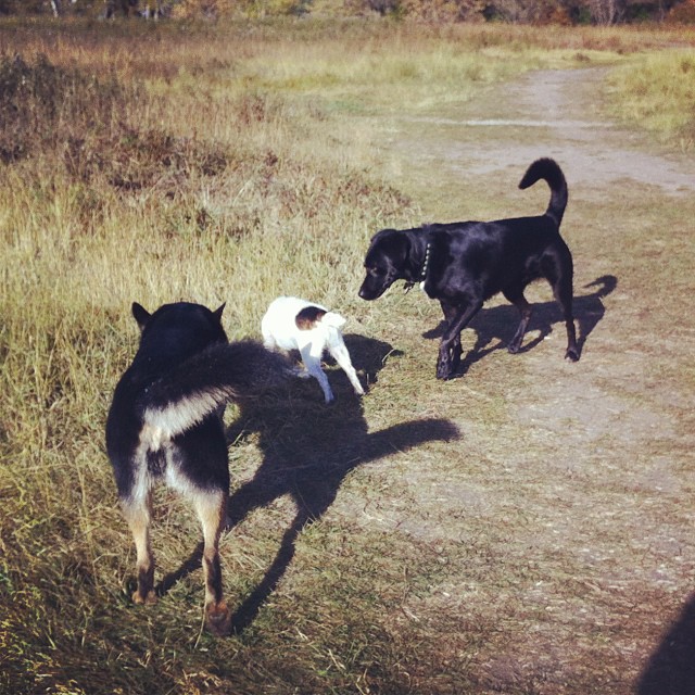 Here are some happy dawgs!!! #sunshine #summer #dogs #packwalks #dogwalker #nwcalgary #yyc