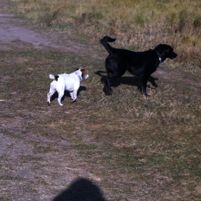 Here are some happy dawgs!!! #sunshine #summer #dogs #packwalks #dogwalker #nwcalgary #yyc
