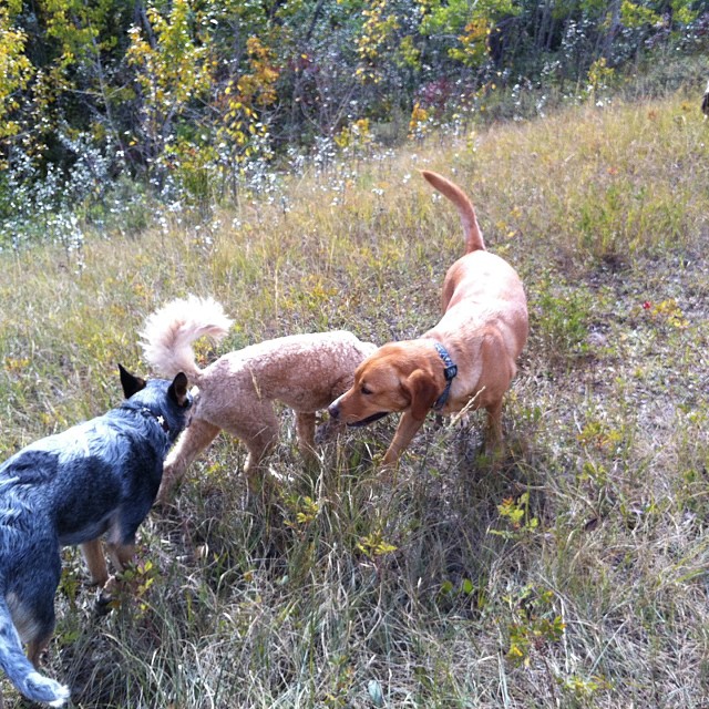Here are some happy dawgs!!! #sunshine #summer #dogs #packwalks #dogwalker #nwcalgary #yyc