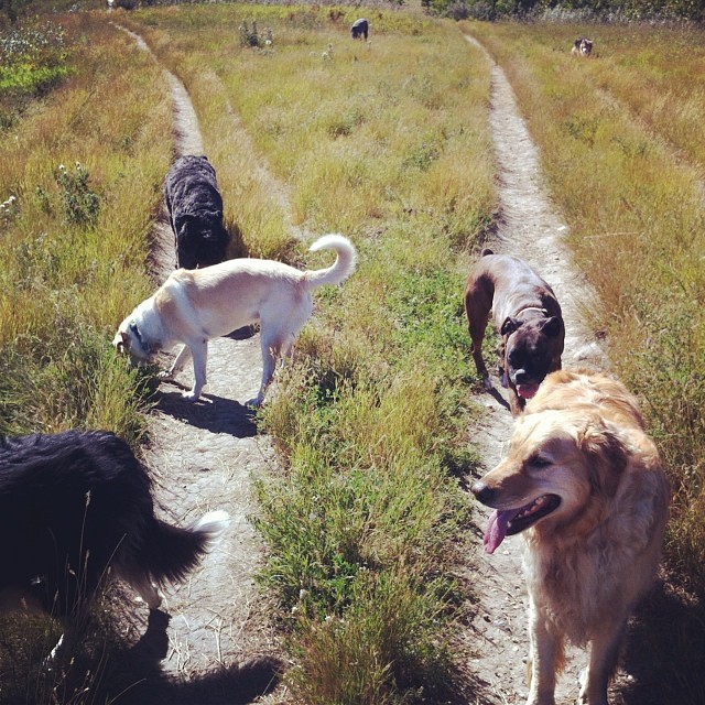 Here are some happy dawgs!!! #sunshine #summer #dogs #packwalks #dogwalker #nwcalgary #yyc