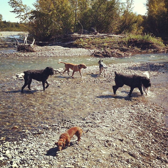 Here are some happy dawgs!!! #sunshine #summer #dogs #packwalks #dogwalker #nwcalgary #yyc