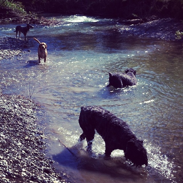 Here are some happy dawgs!!! #sunshine #summer #dogs #packwalks #dogwalker #nwcalgary #yyc