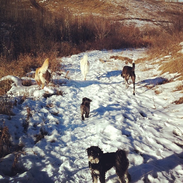 Here are some happy dawgs!!! #sunshine #summer #dogs #packwalks #dogwalker #nwcalgary #yyc