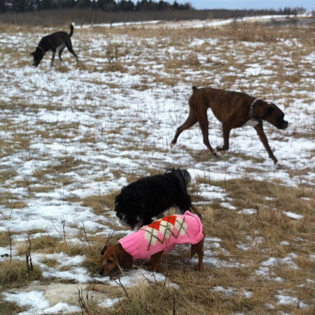 Here are some happy dawgs!!! #sunshine #summer #dogs #packwalks #dogwalker #nwcalgary #yyc