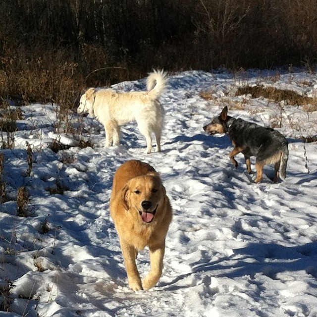 Here are some happy dawgs!!! #sunshine #summer #dogs #packwalks #dogwalker #nwcalgary #yyc