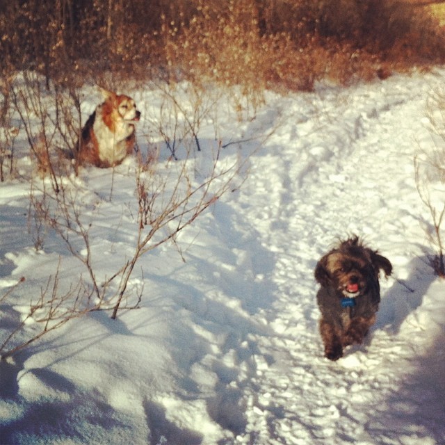 Here are some happy dawgs!!! #sunshine #summer #dogs #packwalks #dogwalker #nwcalgary #yyc