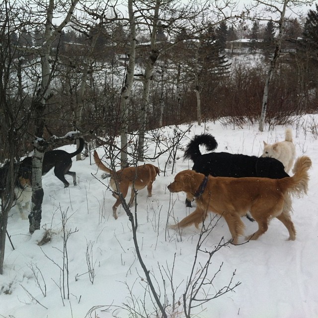 Here are some happy dawgs!!! #sunshine #summer #dogs #packwalks #dogwalker #nwcalgary #yyc