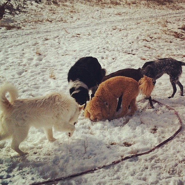 Here are some happy dawgs!!! #sunshine #summer #dogs #packwalks #dogwalker #nwcalgary #yyc