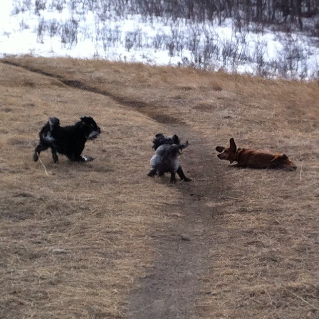 Here are some happy dawgs!!! #sunshine #summer #dogs #packwalks #dogwalker #nwcalgary #yyc
