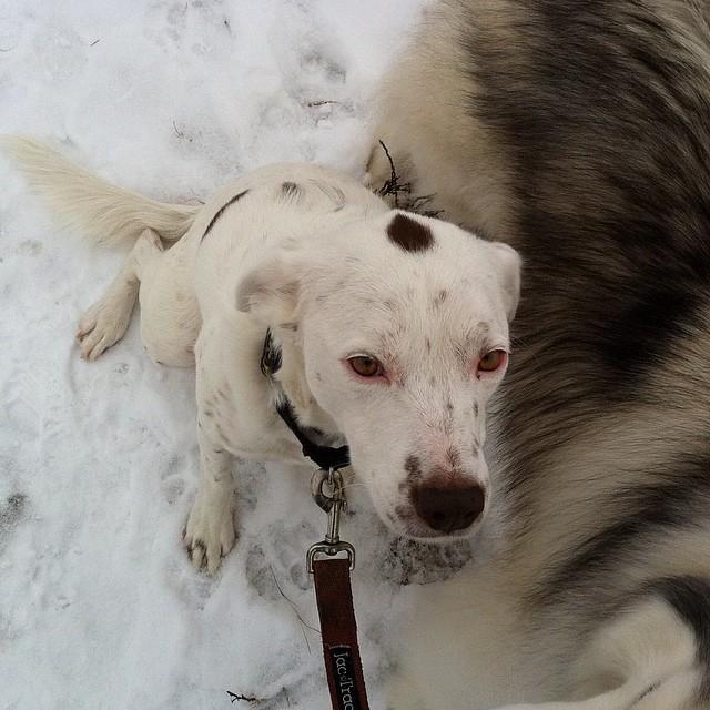 Here are some happy dawgs!!! #sunshine #summer #dogs #packwalks #dogwalker #nwcalgary #yyc