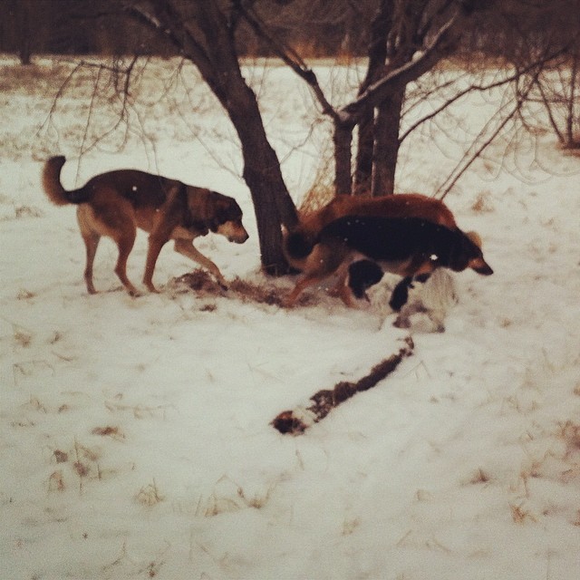 Here are some happy dawgs!!! #sunshine #summer #dogs #packwalks #dogwalker #nwcalgary #yyc