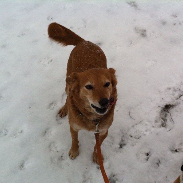 Here are some happy dawgs!!! #sunshine #summer #dogs #packwalks #dogwalker #nwcalgary #yyc