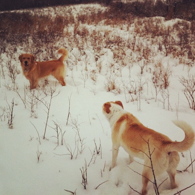 Here are some happy dawgs!!! #sunshine #summer #dogs #packwalks #dogwalker #nwcalgary #yyc