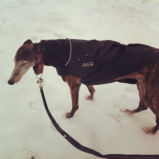 Here are some happy dawgs!!! #sunshine #summer #dogs #packwalks #dogwalker #nwcalgary #yyc