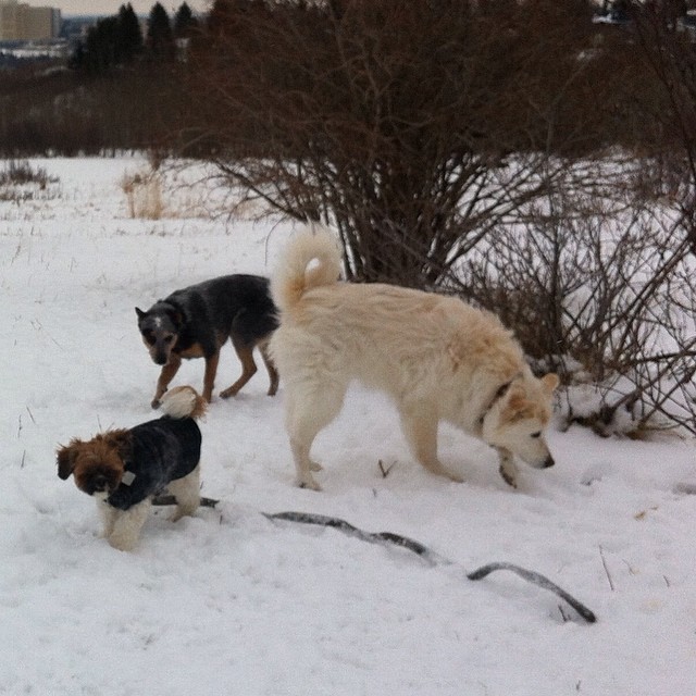 Here are some happy dawgs!!! #sunshine #summer #dogs #packwalks #dogwalker #nwcalgary #yyc