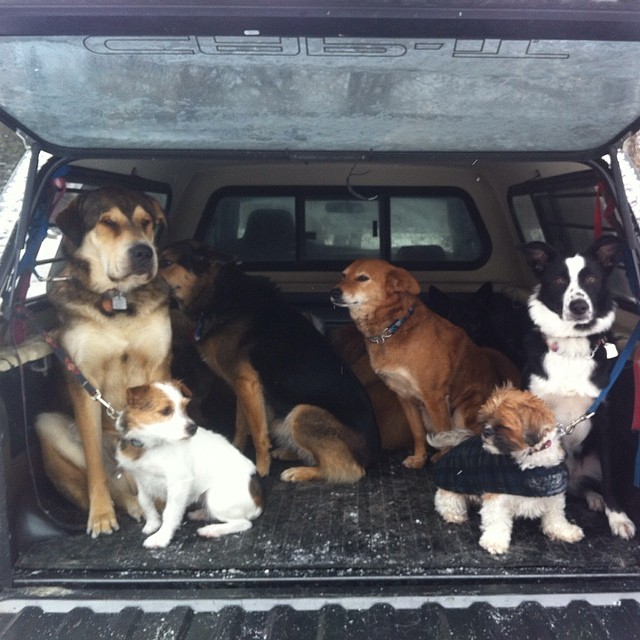 Here are some happy dawgs!!! #sunshine #summer #dogs #packwalks #dogwalker #nwcalgary #yyc