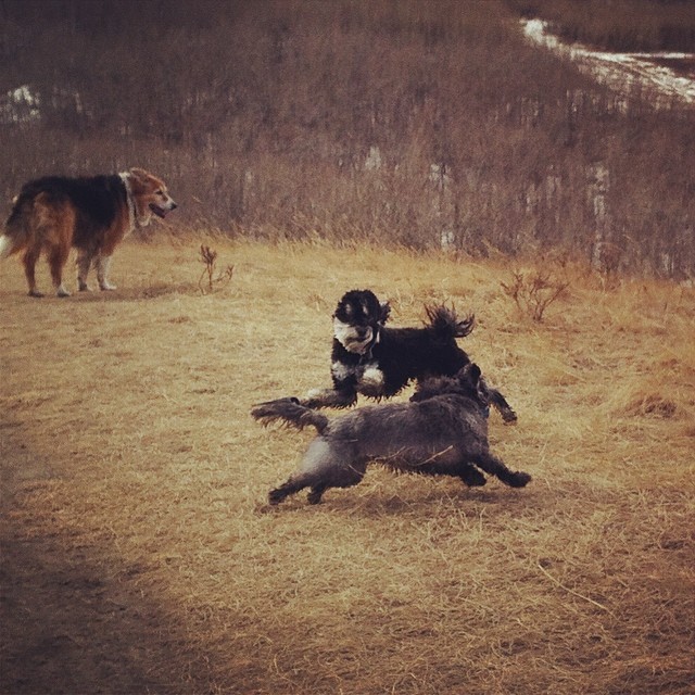 Here are some happy dawgs!!! #sunshine #summer #dogs #packwalks #dogwalker #nwcalgary #yyc