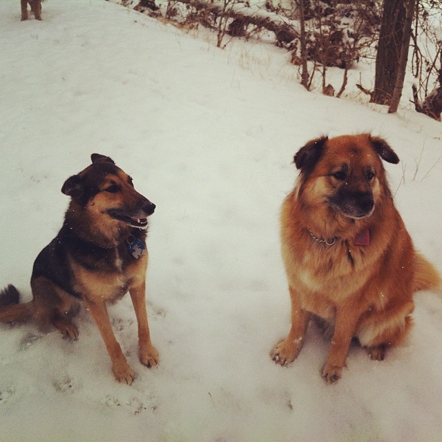 Here are some happy dawgs!!! #sunshine #summer #dogs #packwalks #dogwalker #nwcalgary #yyc