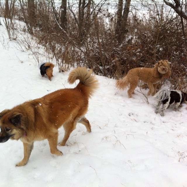 Here are some happy dawgs!!! #sunshine #summer #dogs #packwalks #dogwalker #nwcalgary #yyc