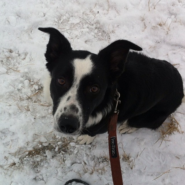 Here are some happy dawgs!!! #sunshine #summer #dogs #packwalks #dogwalker #nwcalgary #yyc
