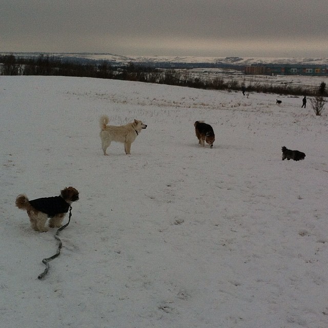 Here are some happy dawgs!!! #sunshine #summer #dogs #packwalks #dogwalker #nwcalgary #yyc