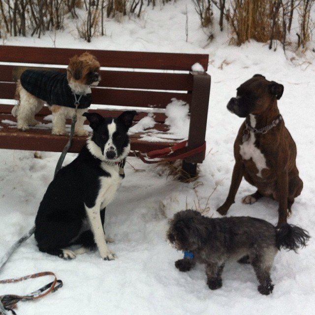 Here are some happy dawgs!!! #sunshine #summer #dogs #packwalks #dogwalker #nwcalgary #yyc