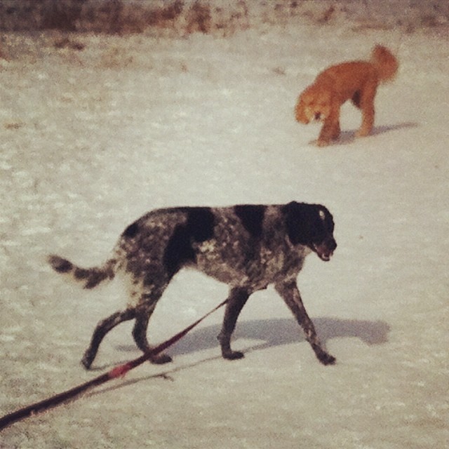 Here are some happy dawgs!!! #sunshine #summer #dogs #packwalks #dogwalker #nwcalgary #yyc