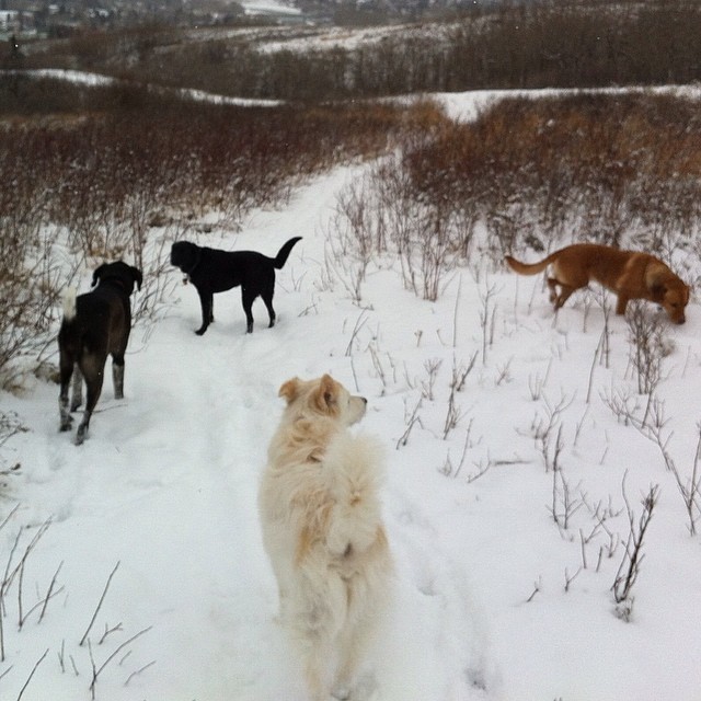 Here are some happy dawgs!!! #sunshine #summer #dogs #packwalks #dogwalker #nwcalgary #yyc