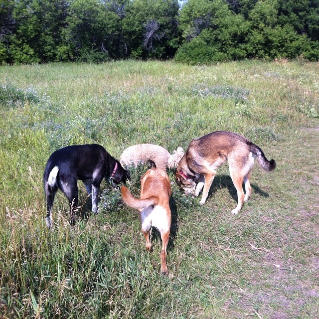 Here are some happy dawgs!!! #sunshine #summer #dogs #packwalks #dogwalker #nwcalgary #yyc