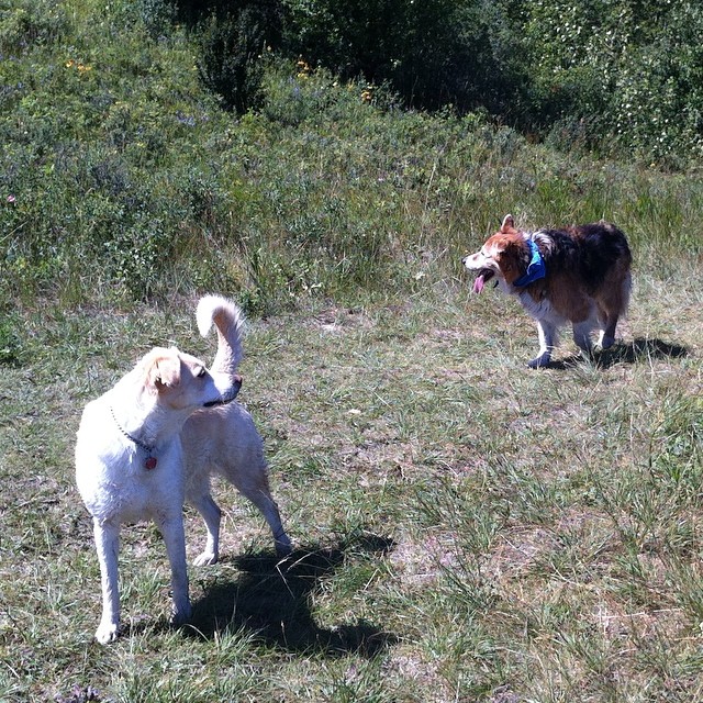 Here are some happy dawgs!!! #sunshine #summer #dogs #packwalks #dogwalker #nwcalgary #yyc