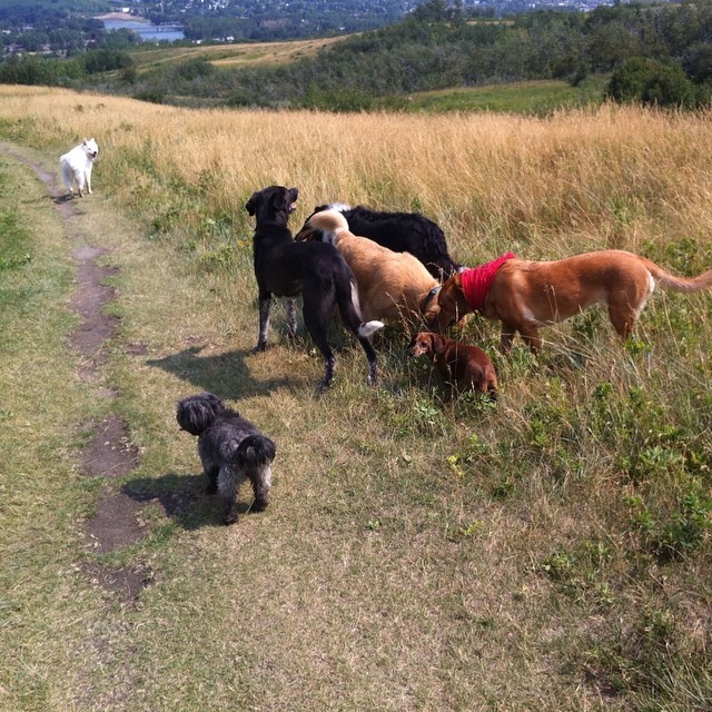 Here are some happy dawgs!!! #sunshine #summer #dogs #packwalks #dogwalker #nwcalgary #yyc