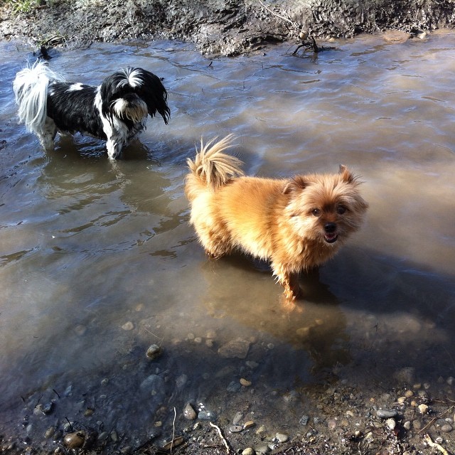 Here are some happy dawgs!!! #sunshine #summer #dogs #packwalks #dogwalker #nwcalgary #yyc