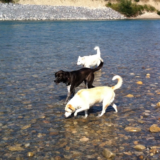 Here are some happy dawgs!!! #sunshine #summer #dogs #packwalks #dogwalker #nwcalgary #yyc