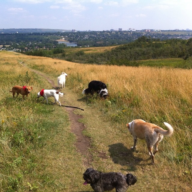 Here are some happy dawgs!!! #sunshine #summer #dogs #packwalks #dogwalker #nwcalgary #yyc