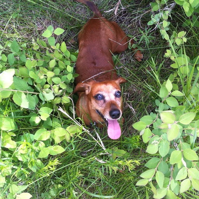 Here are some happy dawgs!!! #sunshine #summer #dogs #packwalks #dogwalker #nwcalgary #yyc