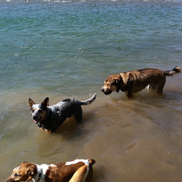 Here are some happy dawgs!!! #sunshine #summer #dogs #packwalks #dogwalker #nwcalgary #yyc