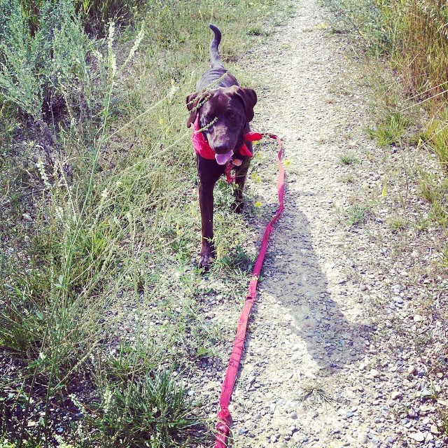 Here are some happy dawgs!!! #sunshine #summer #dogs #packwalks #dogwalker #nwcalgary #yyc