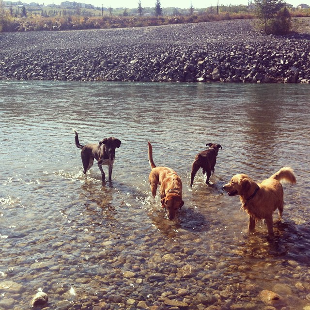 Here are some happy dawgs!!! #sunshine #summer #dogs #packwalks #dogwalker #nwcalgary #yyc