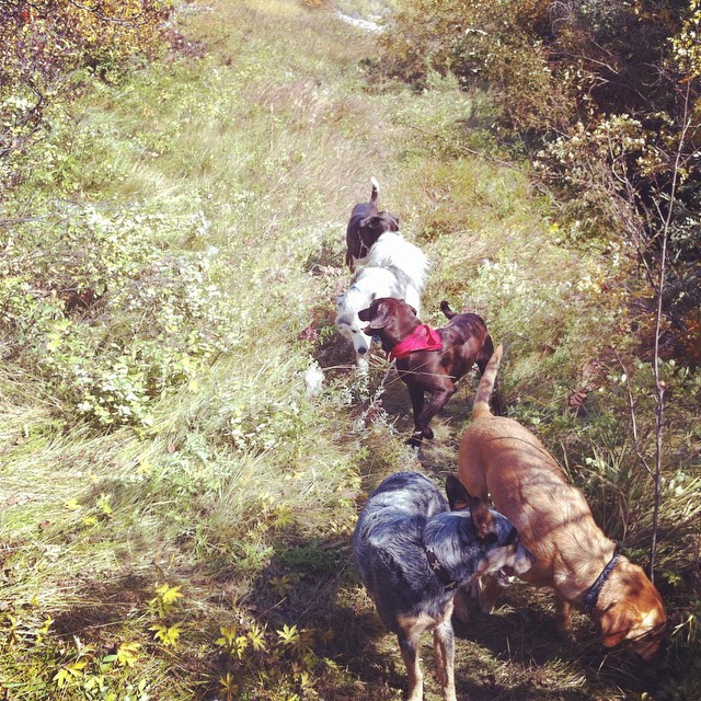 Here are some happy dawgs!!! #sunshine #summer #dogs #packwalks #dogwalker #nwcalgary #yyc