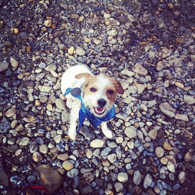 Here are some happy dawgs!!! #sunshine #summer #dogs #packwalks #dogwalker #nwcalgary #yyc